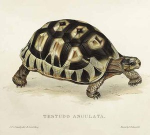 Testudo angulata